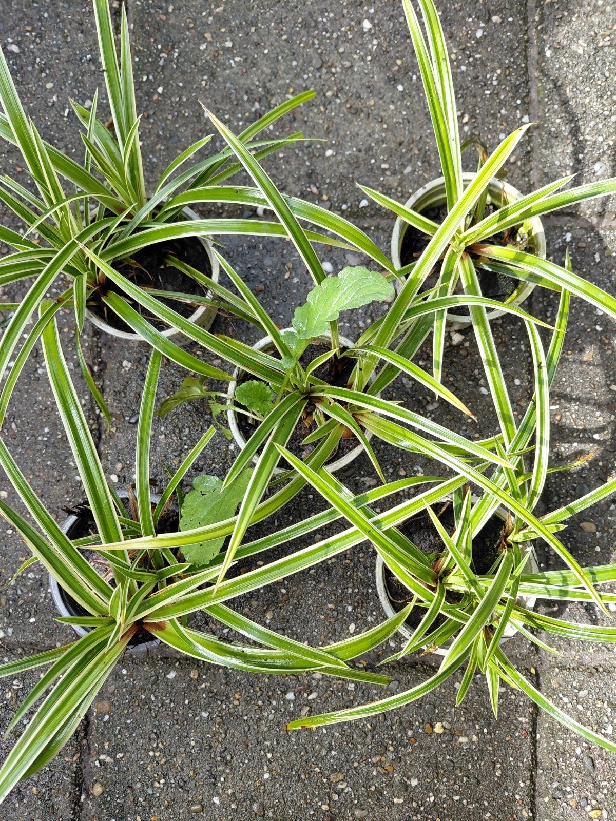 5x carex morrowii variegata, Ophalen, Vaste plant, Overige soorten, Halfschaduw