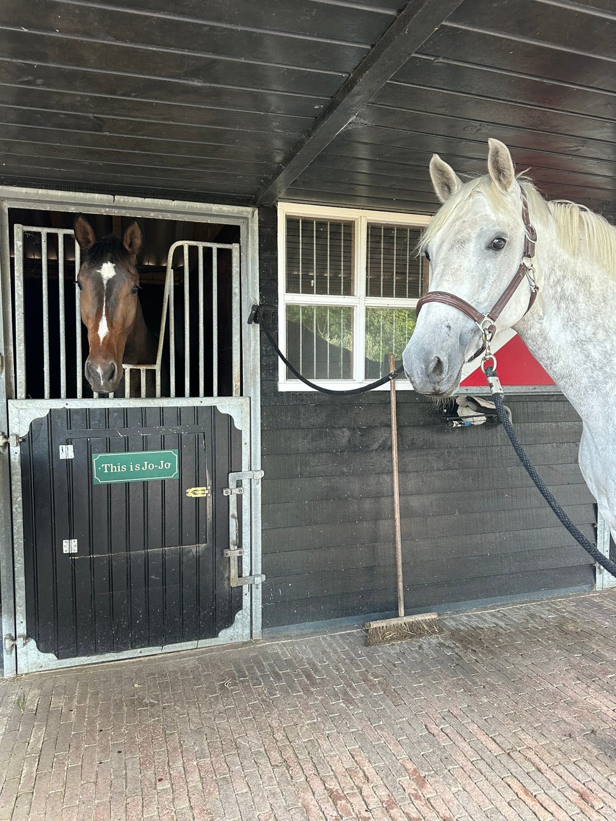 Verzorger gezocht Groenveld (Sint Maarten), Diensten en Vakmensen, Dieren | Paarden | Verzorging, Oppas en Les, Verzorging of Verzorgpony's