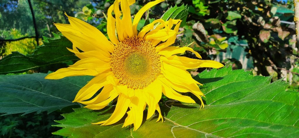 Diverse biologische tuinplanten. Veel eetbaar!, Ophalen of Verzenden, Overige soorten, Halfschaduw