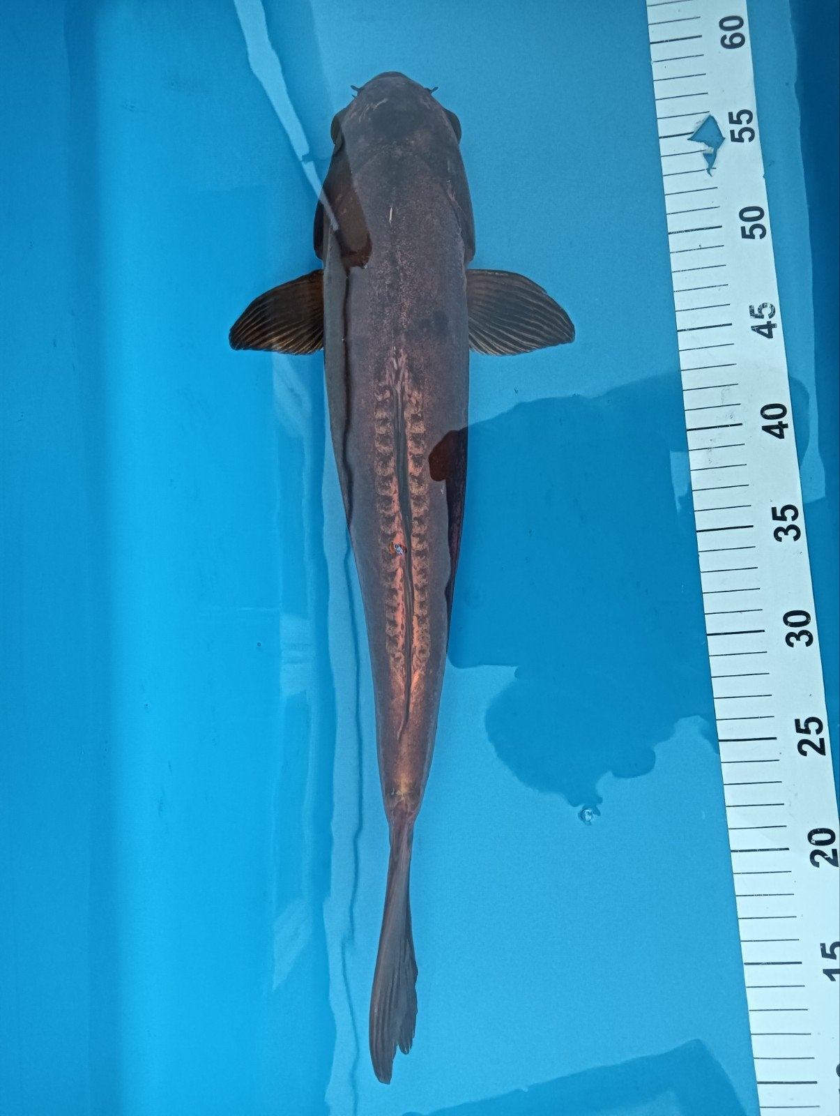 6 Japanse koi 50+  liefst in een koop, Karper of Koi