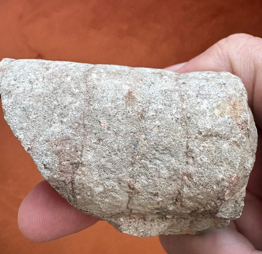 Fraai fossiel, uit de VS?, Ophalen of Verzenden, Fossiel
