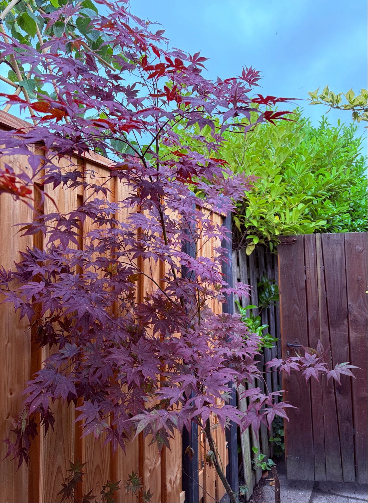 Japanse Esdoorn (Acer palmatum) - Prachtige Rode Bladeren, Tuin en Terras, Planten | Tuinplanten, Vaste plant, Bloeit niet, Halfschaduw