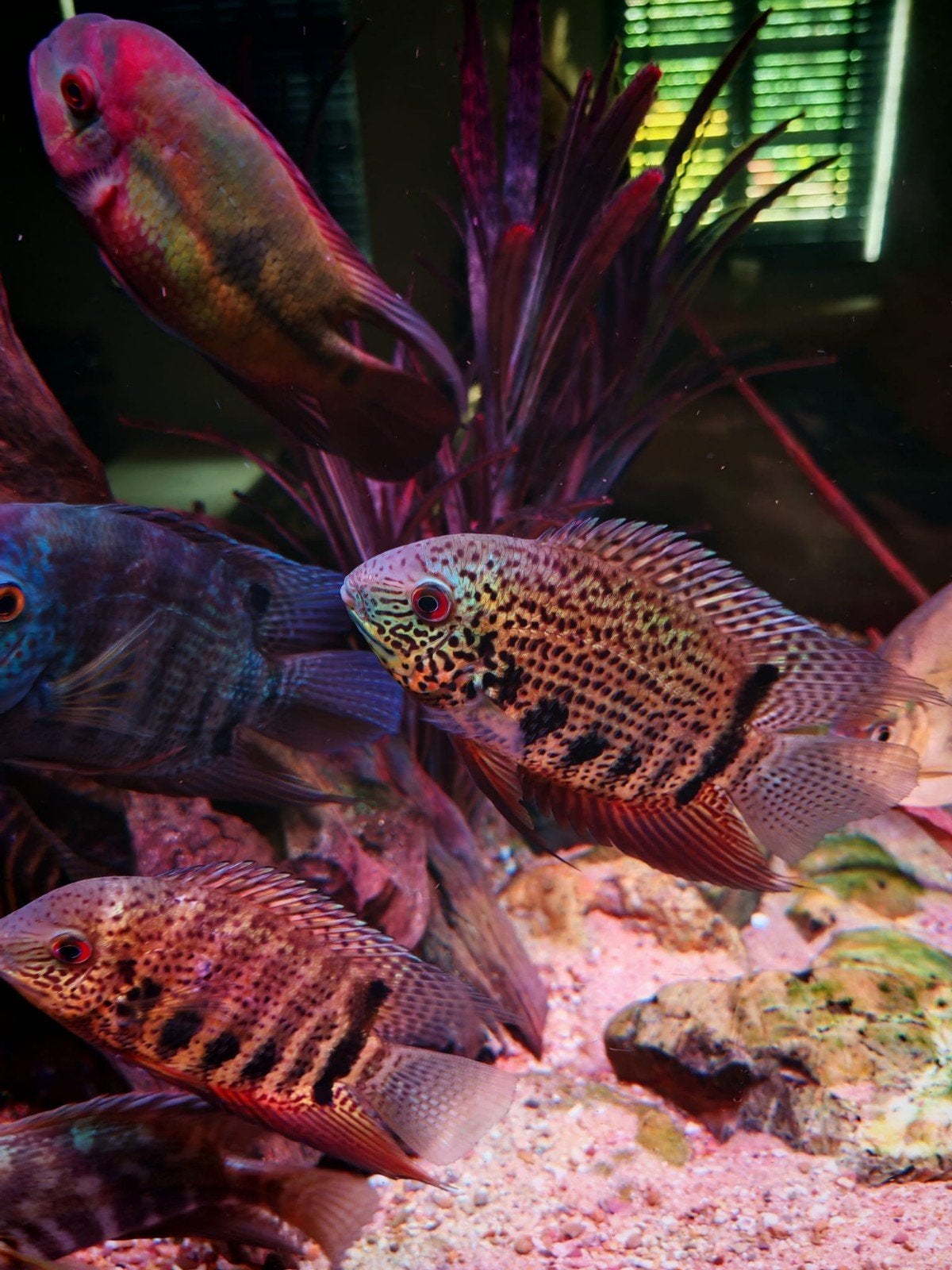 Groep heros notatus rio negro, Dieren en Toebehoren, Vissen | Aquariumvissen, Vis