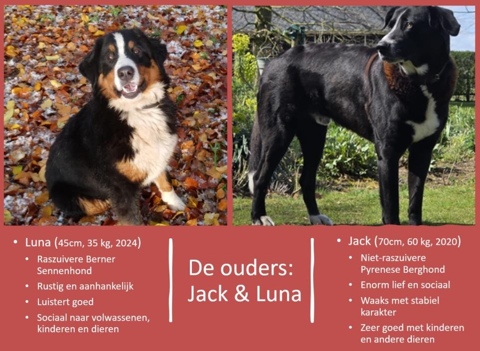 Te koop: prachtige pups Berghond en Berner Sennen, Dieren en Toebehoren, 8 tot 15 weken, Meerdere, Meerdere dieren, Nederland