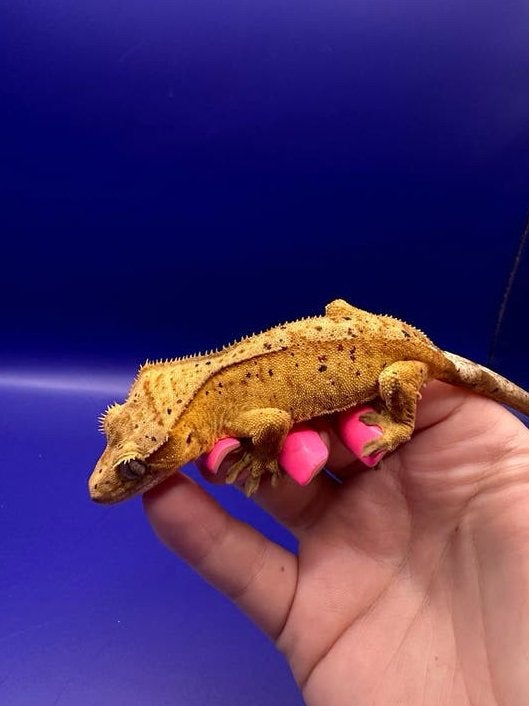 Wimpergekko man dalmatian, Hagedis, Tam, 0 tot 2 jaar