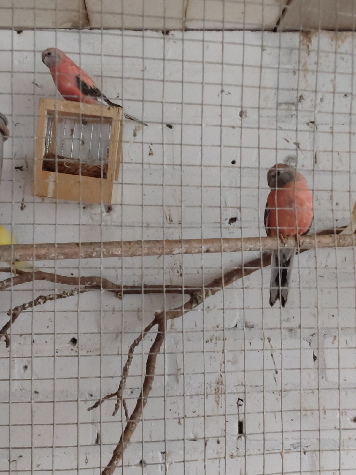 Bourke parkiet roze, Dieren en Toebehoren, Vogels | Parkieten en Papegaaien, Geslacht onbekend, Parkiet, Geringd