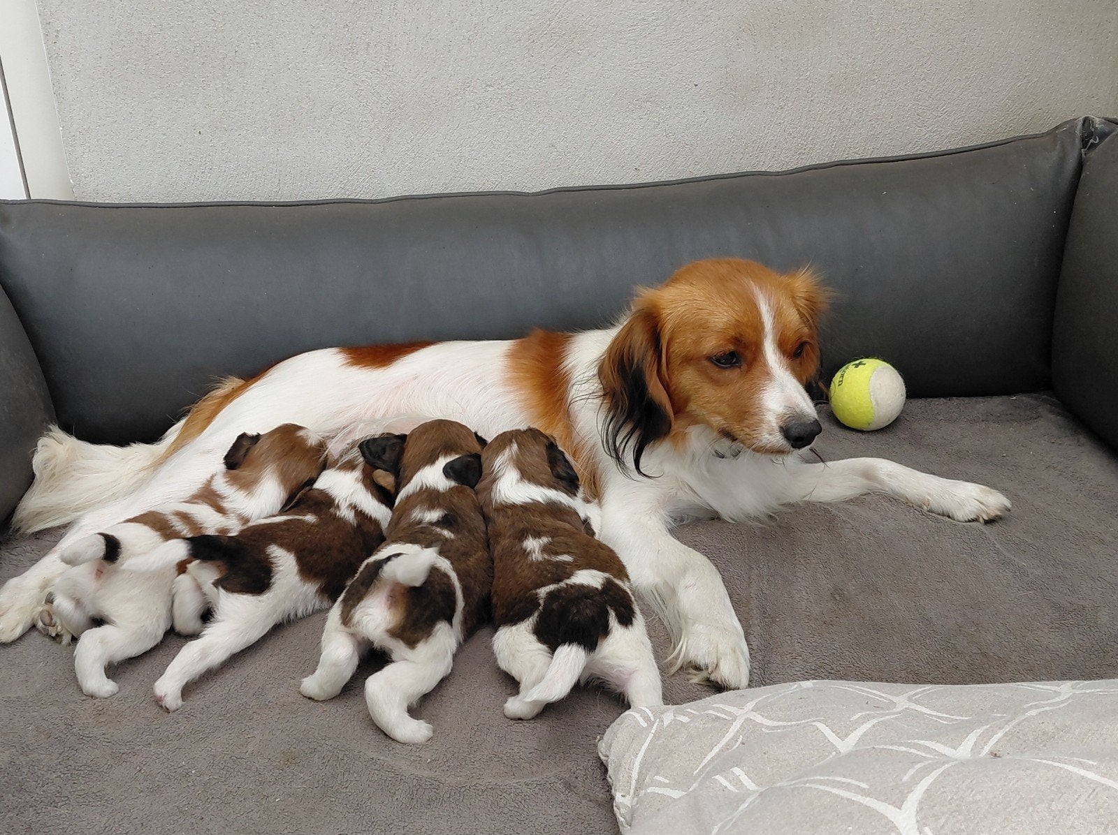 Kooiker pups, Overige rassen, 8 tot 15 weken, Parvo, Meerdere