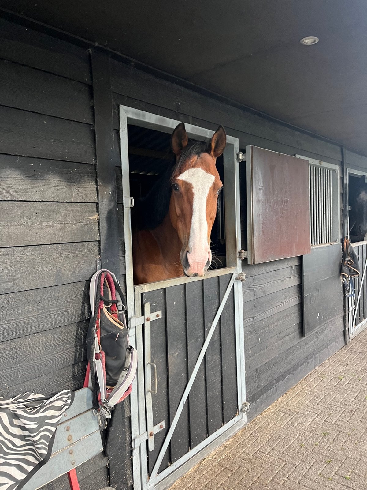 Bijrijder/ verzorger gezocht!, 1 paard of pony