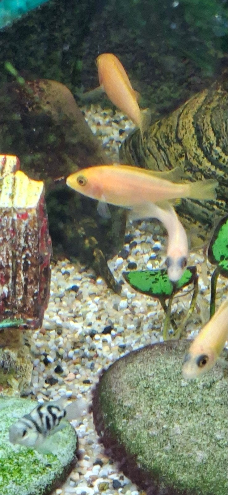 chiclide mix a 2 euro per stuk, Vis, Zoetwatervis