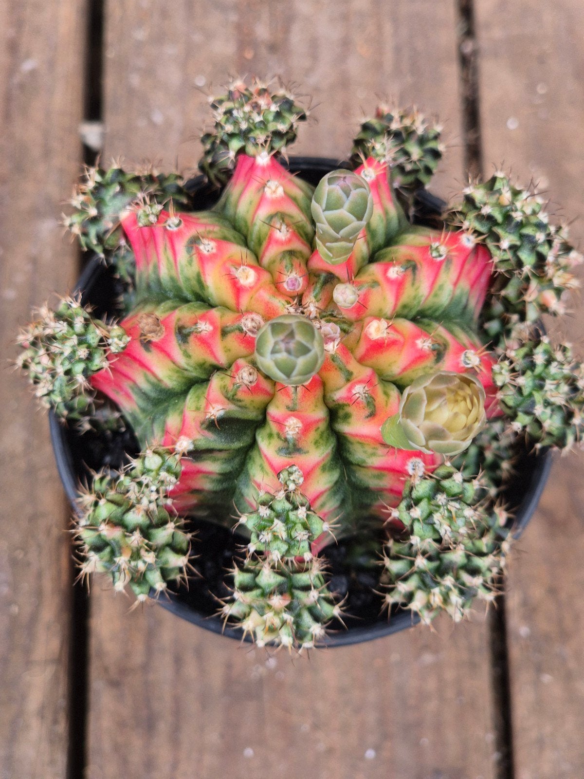 Cactus Gymnocalycium Mihanovichii Japan Multicolor p8 (3), Ophalen of Verzenden, Cactus, Volle zon, Minder dan 100 cm