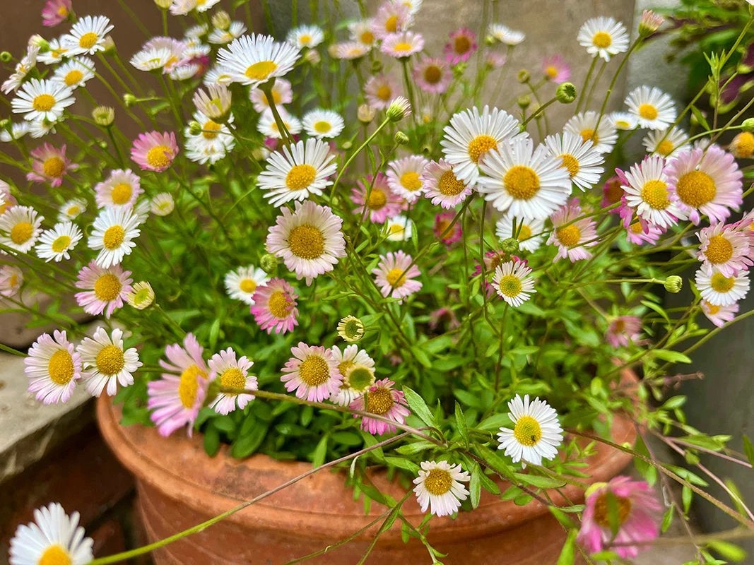 Muurfijnstraal ‘Erigeron Karvinskianus’ vaste plant, Ophalen, Overige soorten, Volle zon