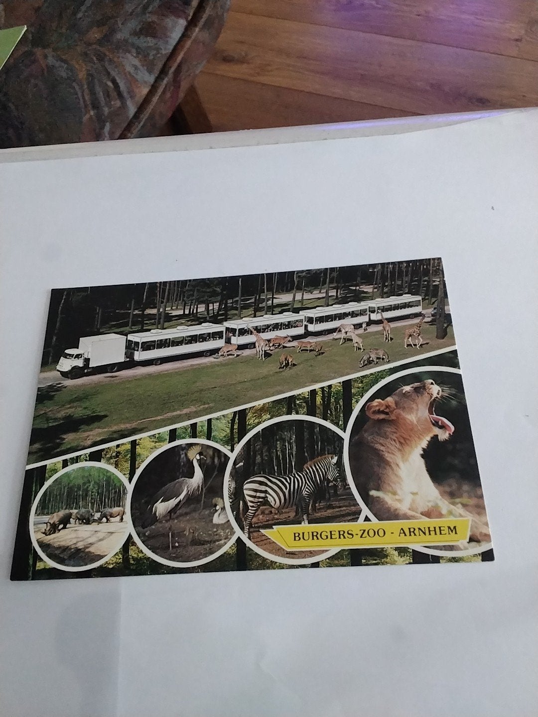 Ansichtkaart Burgers' Zoo Safaripark Arnhem, Ophalen of Verzenden, 1980 tot heden, Ongelopen