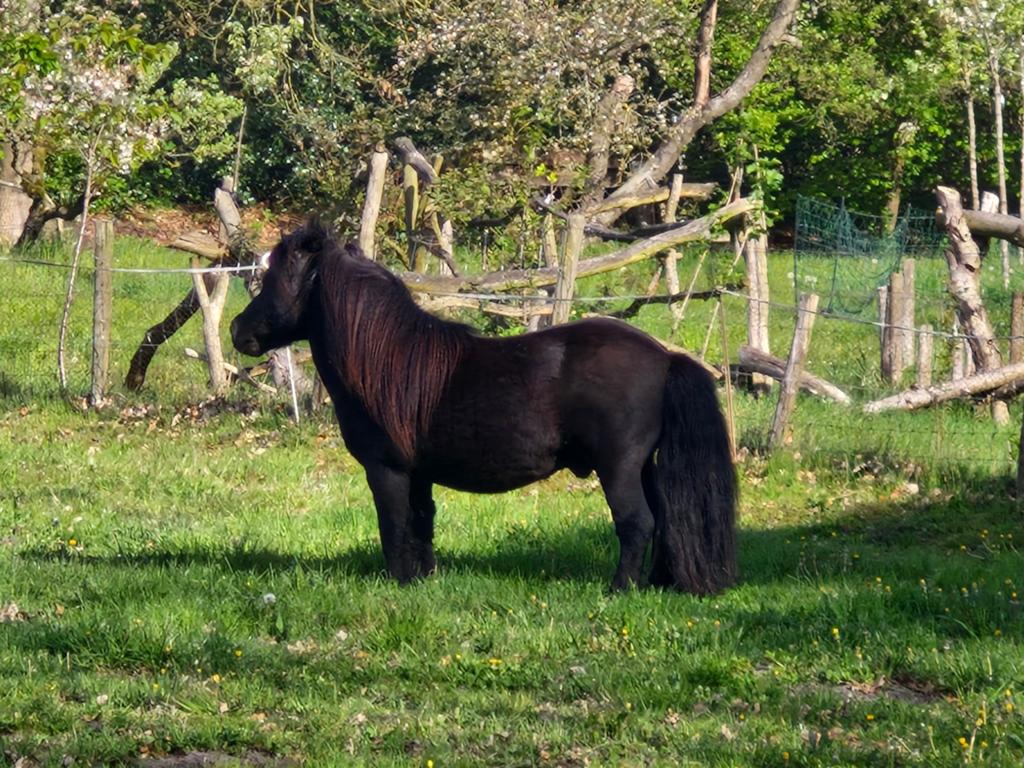 Shetlander NSPS dekhengst, Dieren en Toebehoren, Hengst, Met stamboom