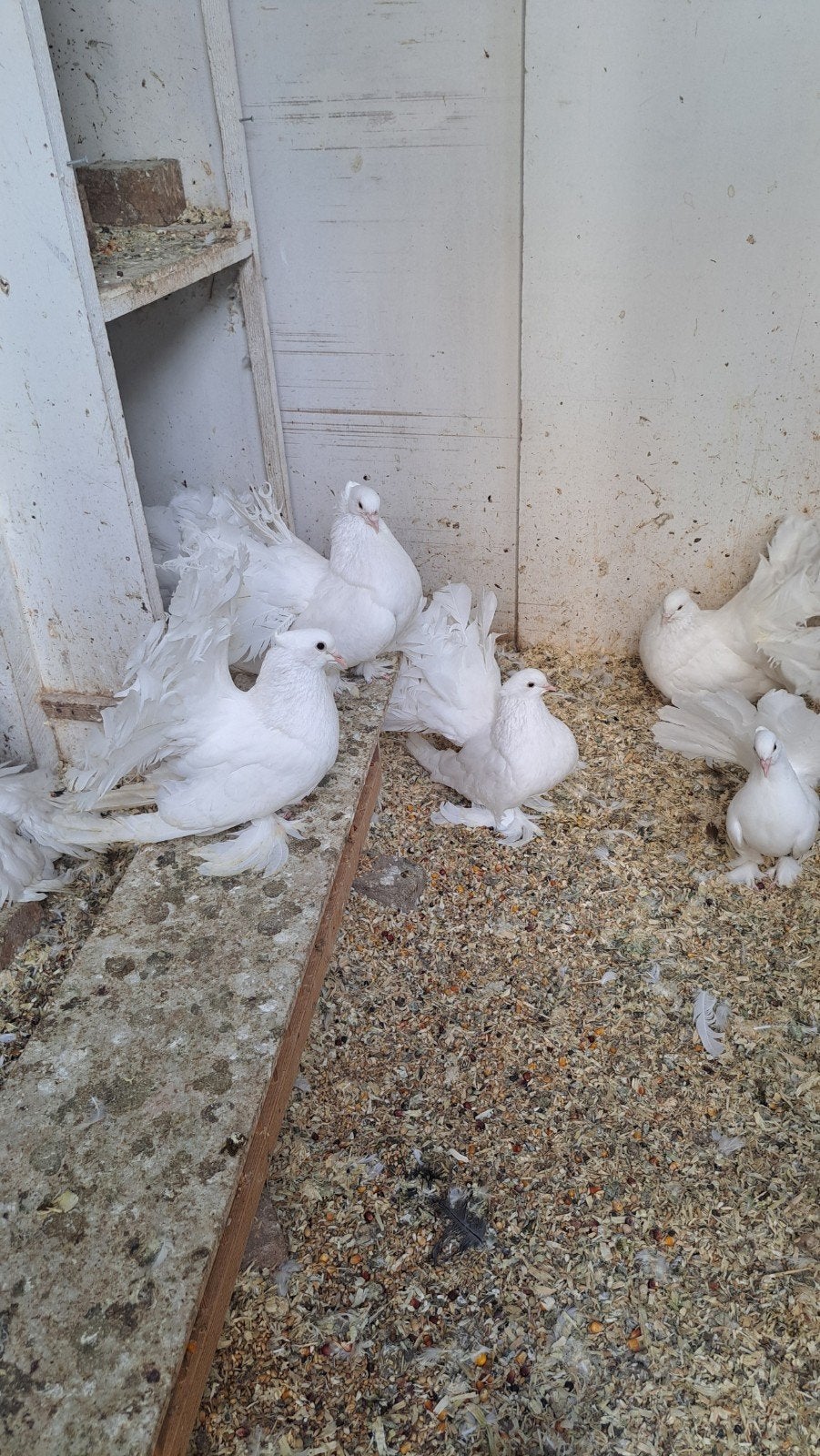 indiase pauwstaart  koppels, Dieren en Toebehoren, Vogels | Duiven, Meerdere dieren, Overige soorten