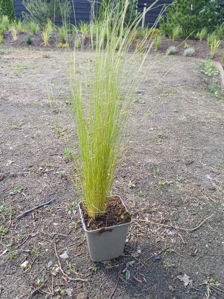 Stipa tenuissima 'Ponytails' Vedergras gekweekt in P9 pot, Ophalen, Volle zon, Vaste plant, Siergrassen