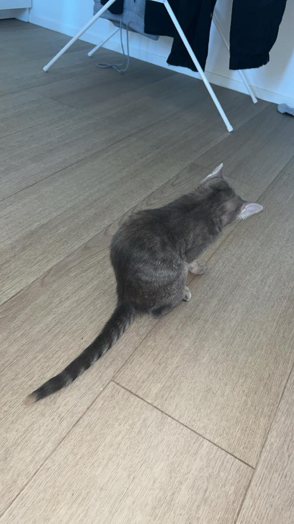 grijze kittens 8 weken oud, Ophalen, Zo goed als nieuw