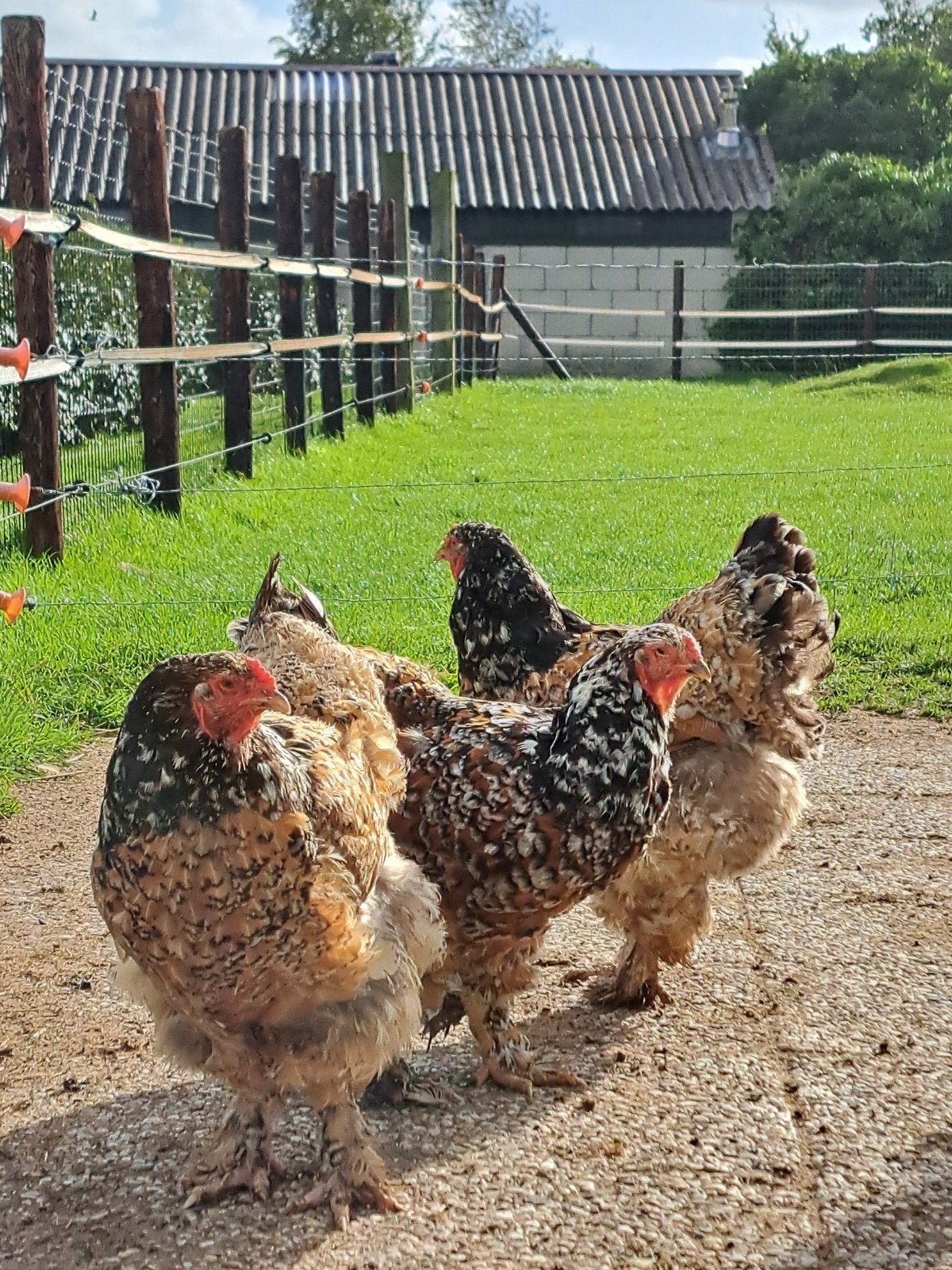 3 Hennen Brahma porselein, Dieren en Toebehoren, Pluimvee, Vrouwelijk, Kip