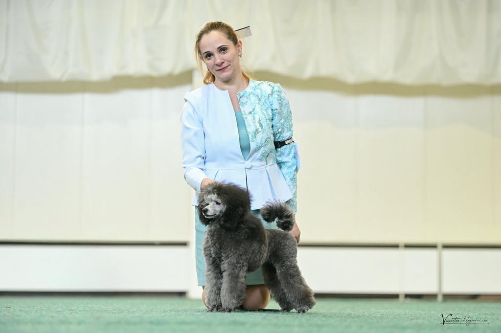 dwergpoedel pup, Dieren en Toebehoren, Honden | Chihuahua's en Gezelschapshonden, Reu, Poedel, Fokker | Professioneel, Eén hond
