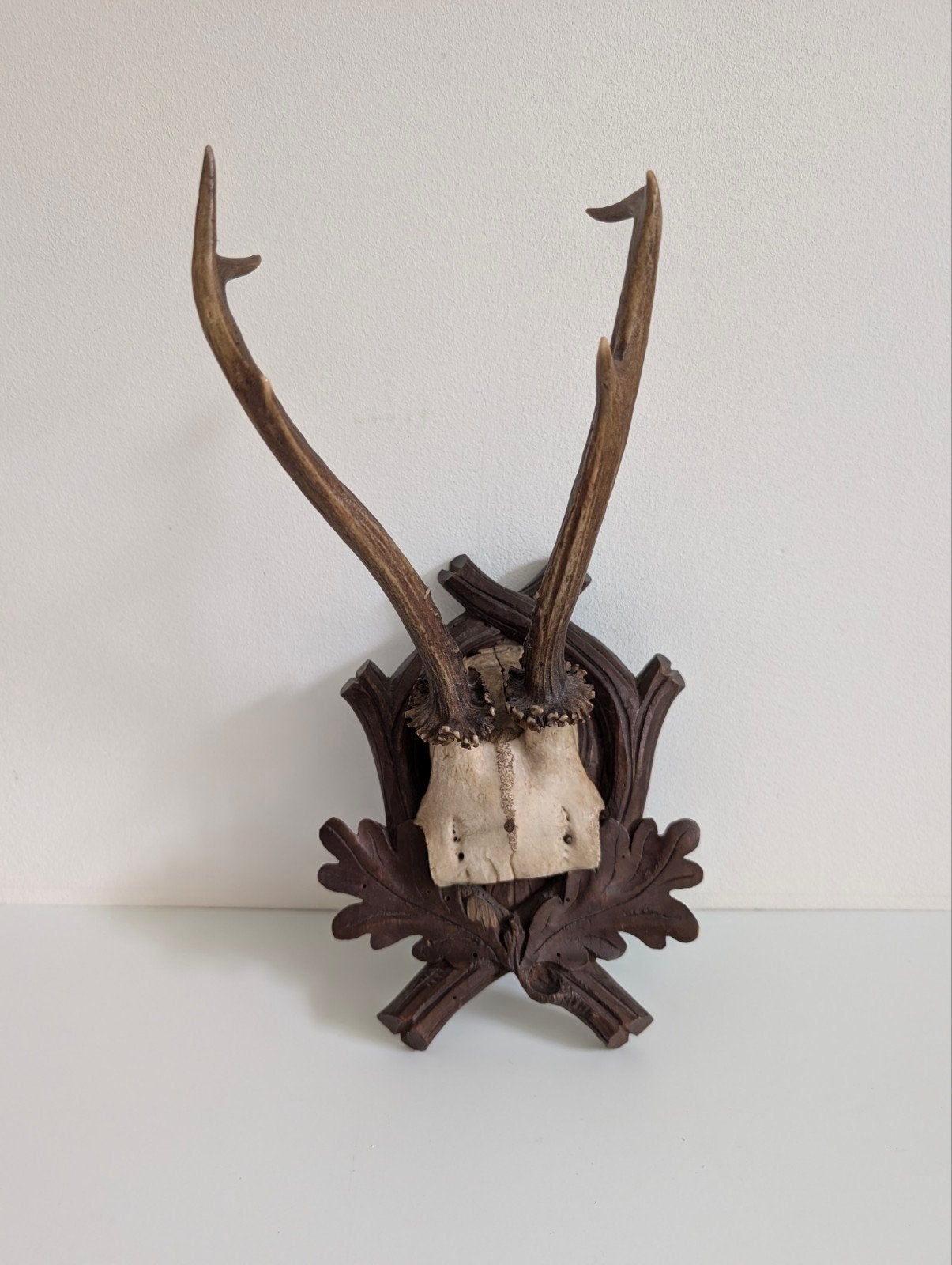 Vintage jachttrofee / ree-gewei op houten schild, Ophalen of Verzenden, Hert, Gewei of Kop