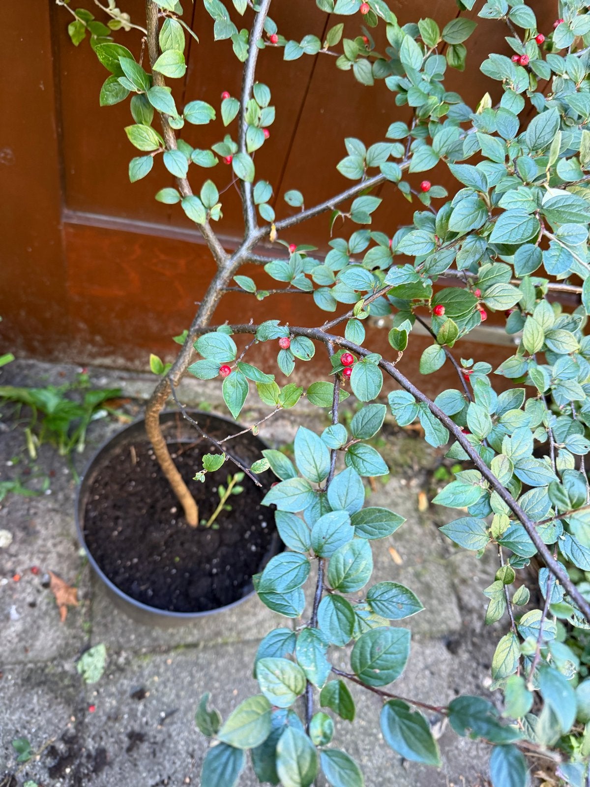 Cotoneaster ., Ophalen, Vaste plant, Halfschaduw, Klimplanten