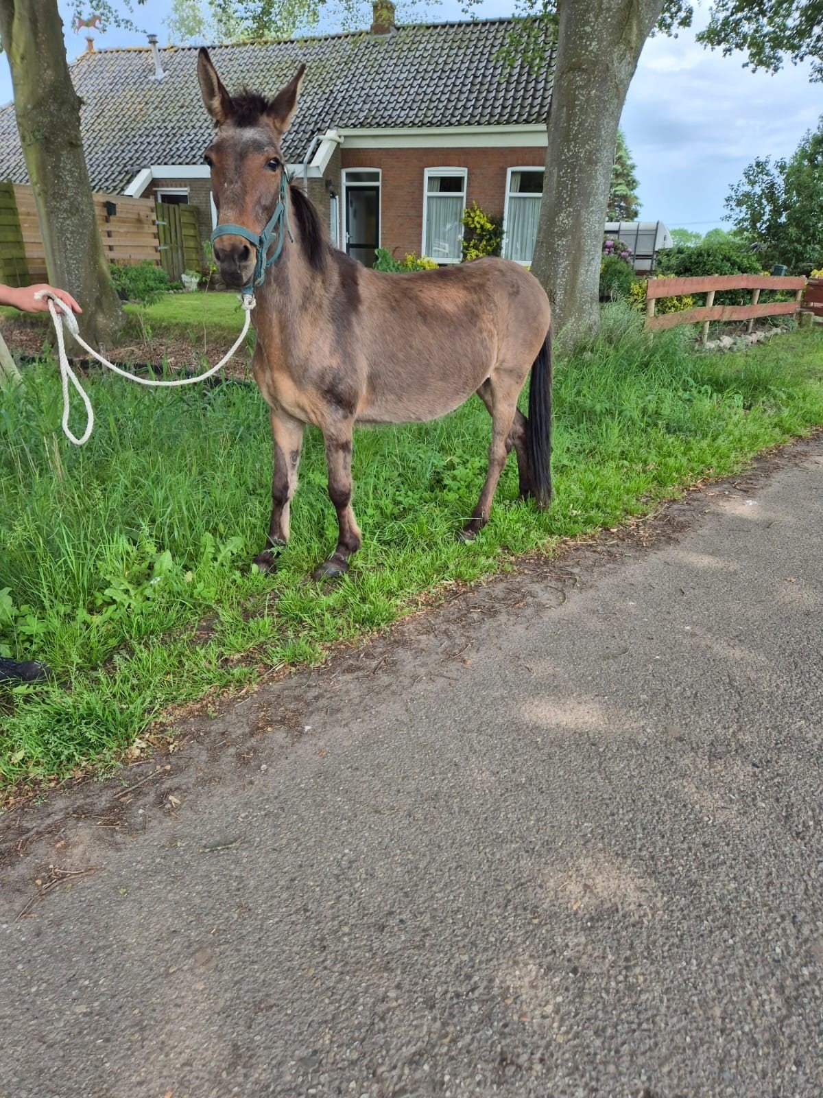 Te koop grote muilezel, Dieren en Toebehoren, Overige Dieren, April, Geslacht onbekend
