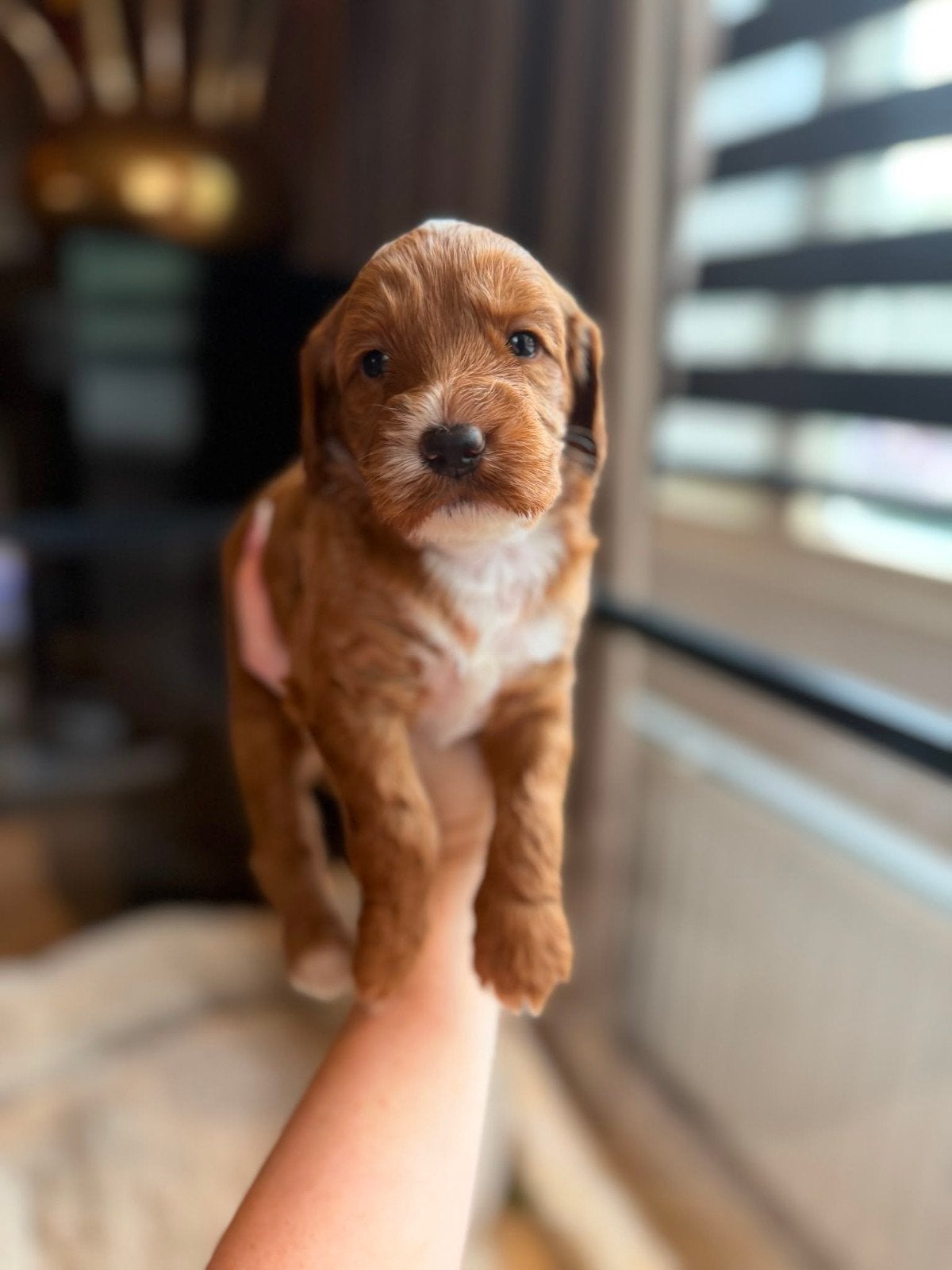 Australian labradoodle pup mini met stamboom, Dieren en Toebehoren, Overige rassen, 8 tot 15 weken, Meerdere, Meerdere dieren