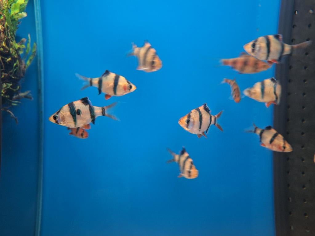 Sumatraan sumatranen desmopuntius tetrazona aquarium vissen, Vis