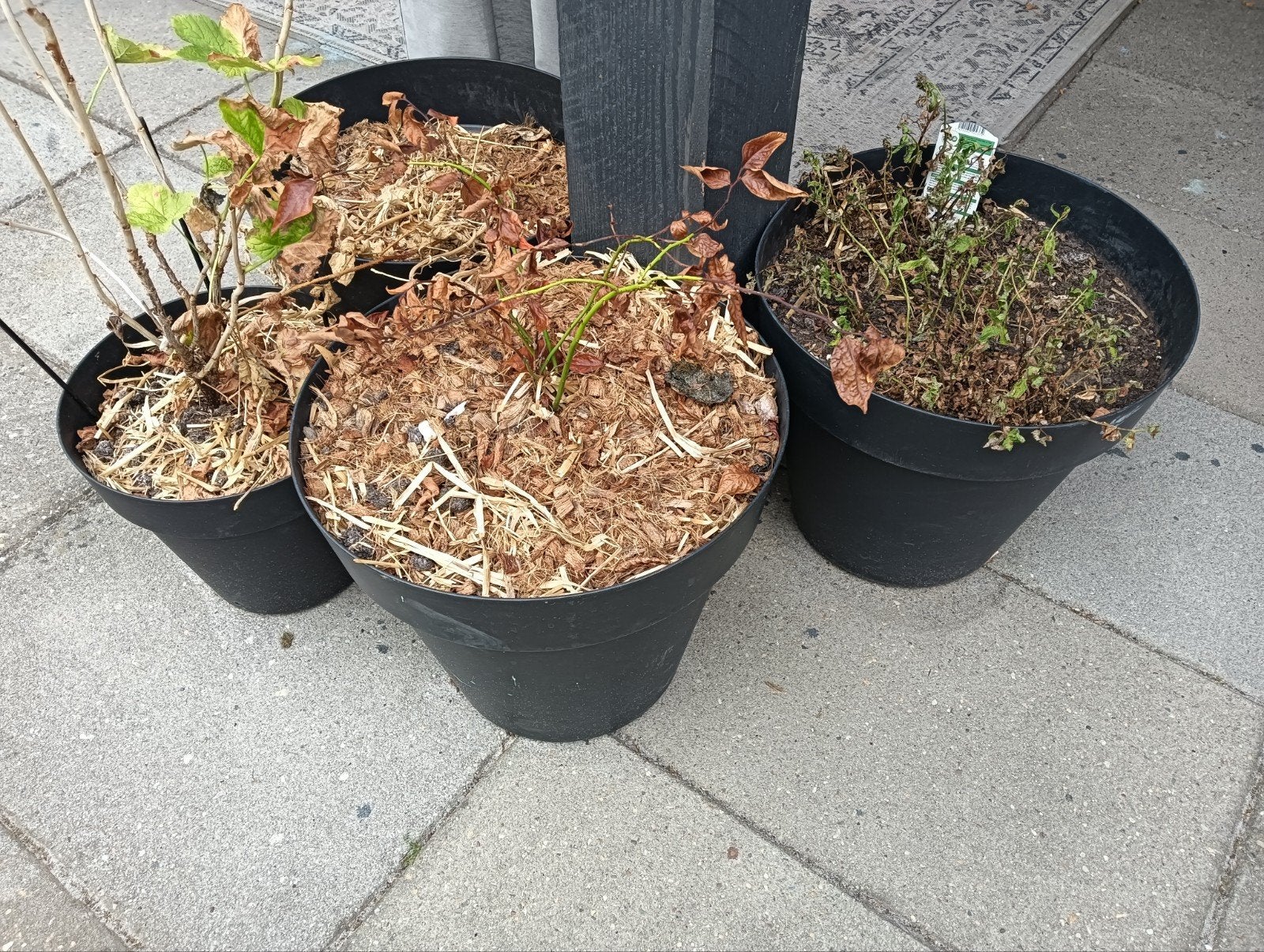 diverse moestuin spullen, Ophalen, Rond, Hout, Minder dan 30 cm