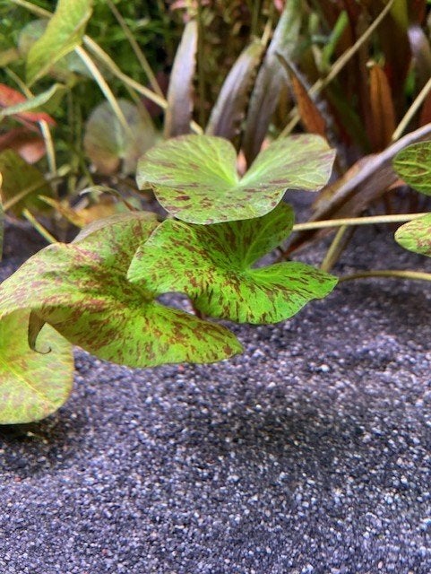 Groene Tijger Lotus Nymphaea, Dieren en Toebehoren, Vissen | Aquaria en Toebehoren, Ophalen of Verzenden, Nieuw, Plant(en), Steen of Hout