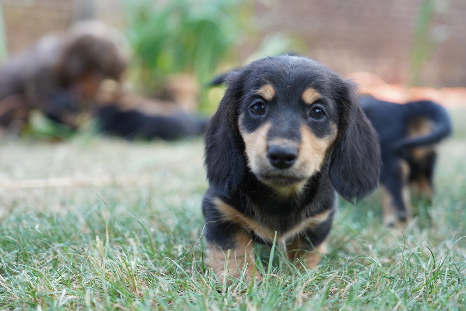 Langharige Teckel pups, Dieren en Toebehoren, Parvo, Nederland, 8 tot 15 weken, Dwerg