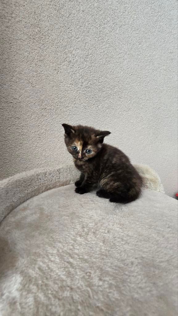 Britse korthaar, Dieren en Toebehoren, Katten en Kittens | Raskatten | Korthaar, Meerdere dieren