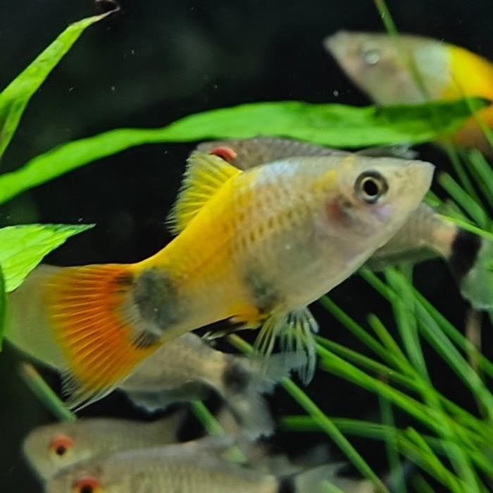 Xiphophorus variatus, Vis