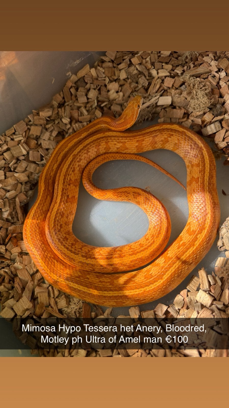 Rattenslangen (Hele leuke genen) (Spoed!) Rat Snake photo 2
