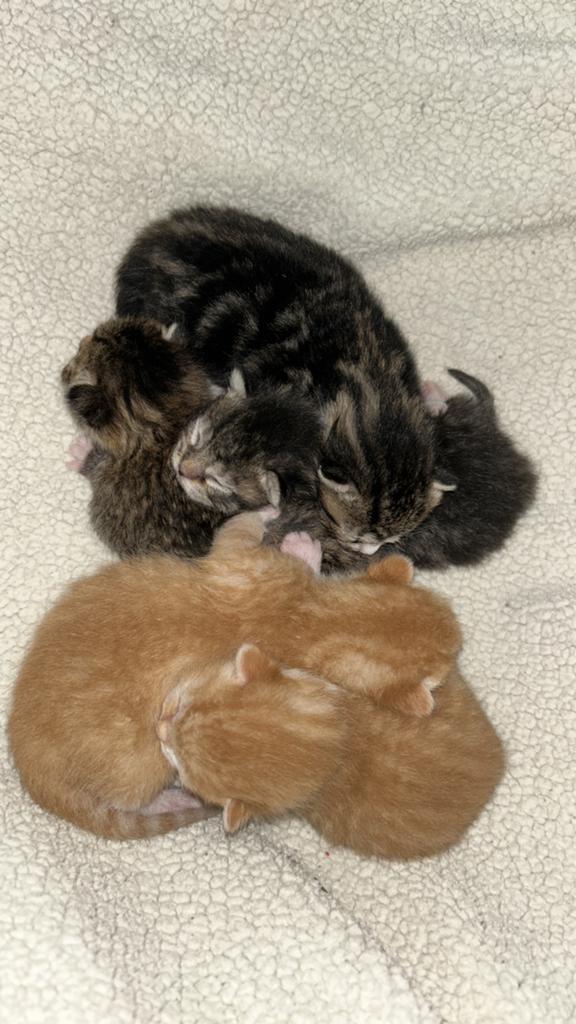 Gereserveerd, Meerdere dieren