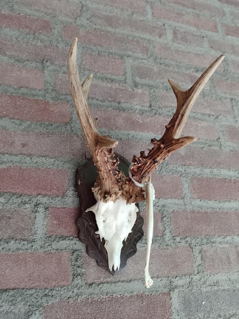 Kapitaal gewei reebok ree 6 ender trofee schedel, Verzamelen, Dierenverzamelingen, Ophalen of Verzenden, Hert, Gewei of Kop