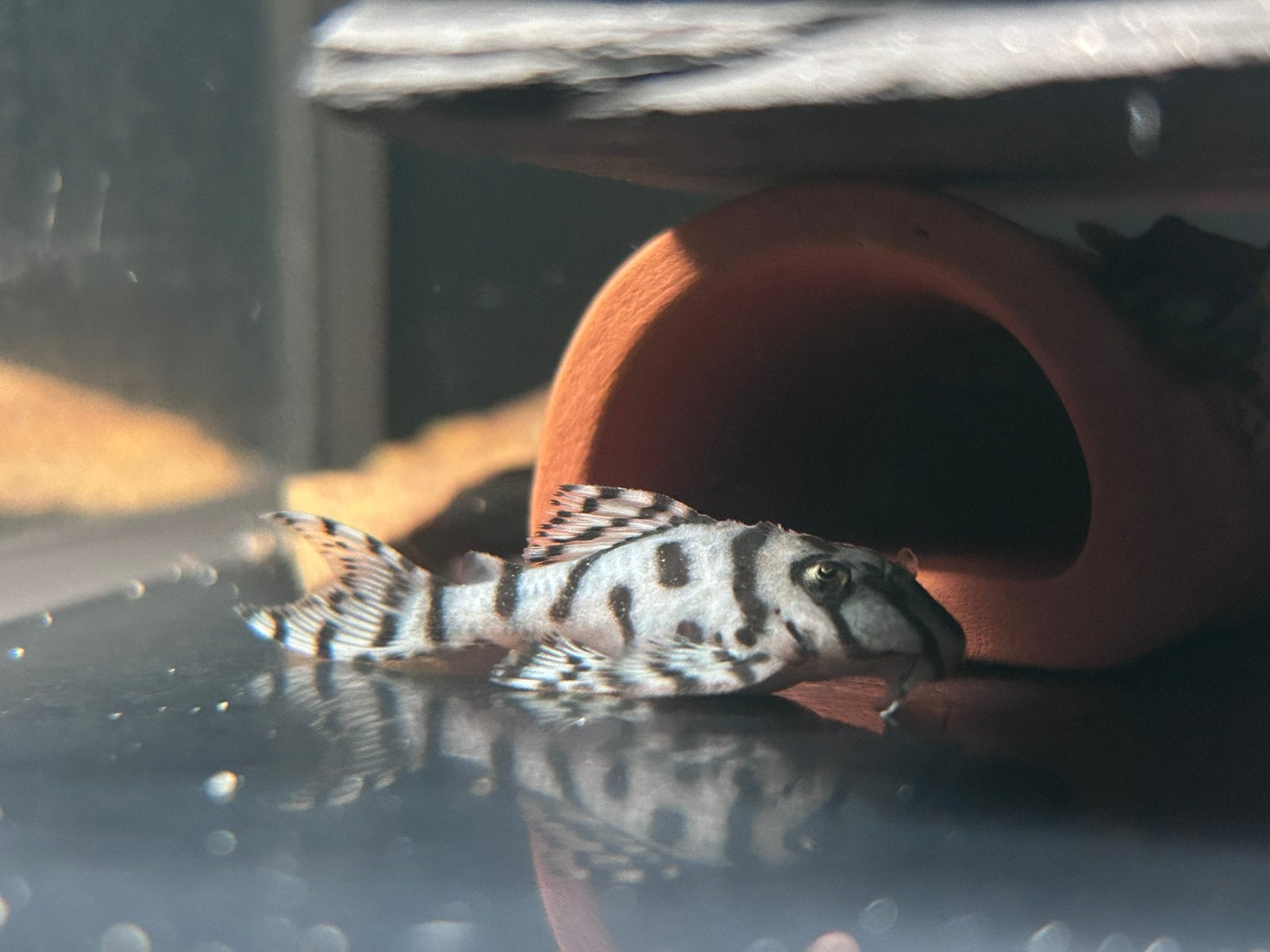 Hypancistrus sp. L236 SW - Super white plecos, Dieren en Toebehoren, Vis, Zoetwatervis