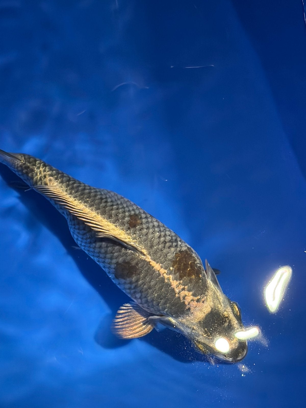 Kogane Ryu Koi Karper 20cm, Karper of Koi