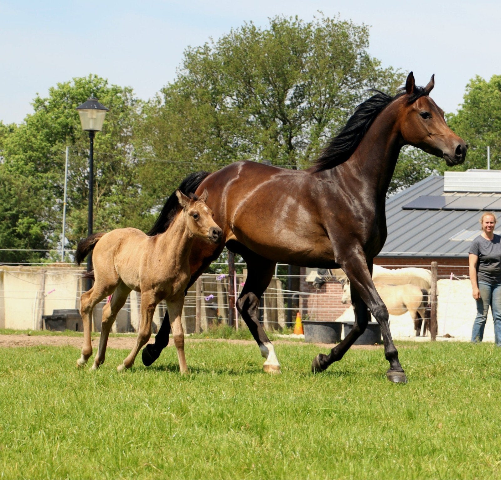 Unieke cremello stermerrie, Volbloed Arabier en jaarling, Dieren en Toebehoren, Merrie, Met stamboom, Dressuurpaard, Zadelmak