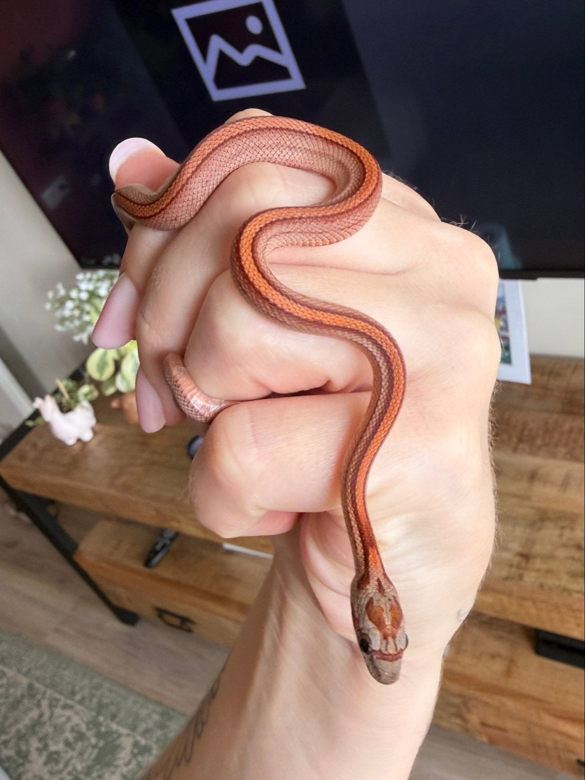 Rattenslang (jong) Rat Snake - unknown for sale from Lisanne van Oeveren