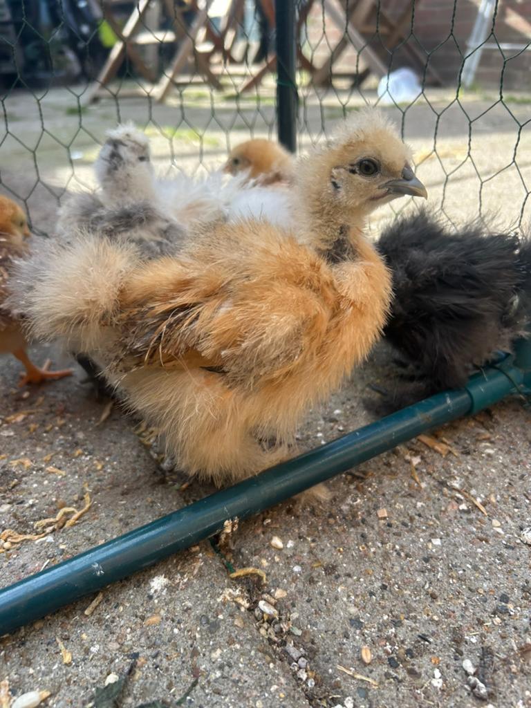 Heel lief sociaal zijdehoen haantje kuiken, Dieren en Toebehoren, Pluimvee, Mannelijk, Kip