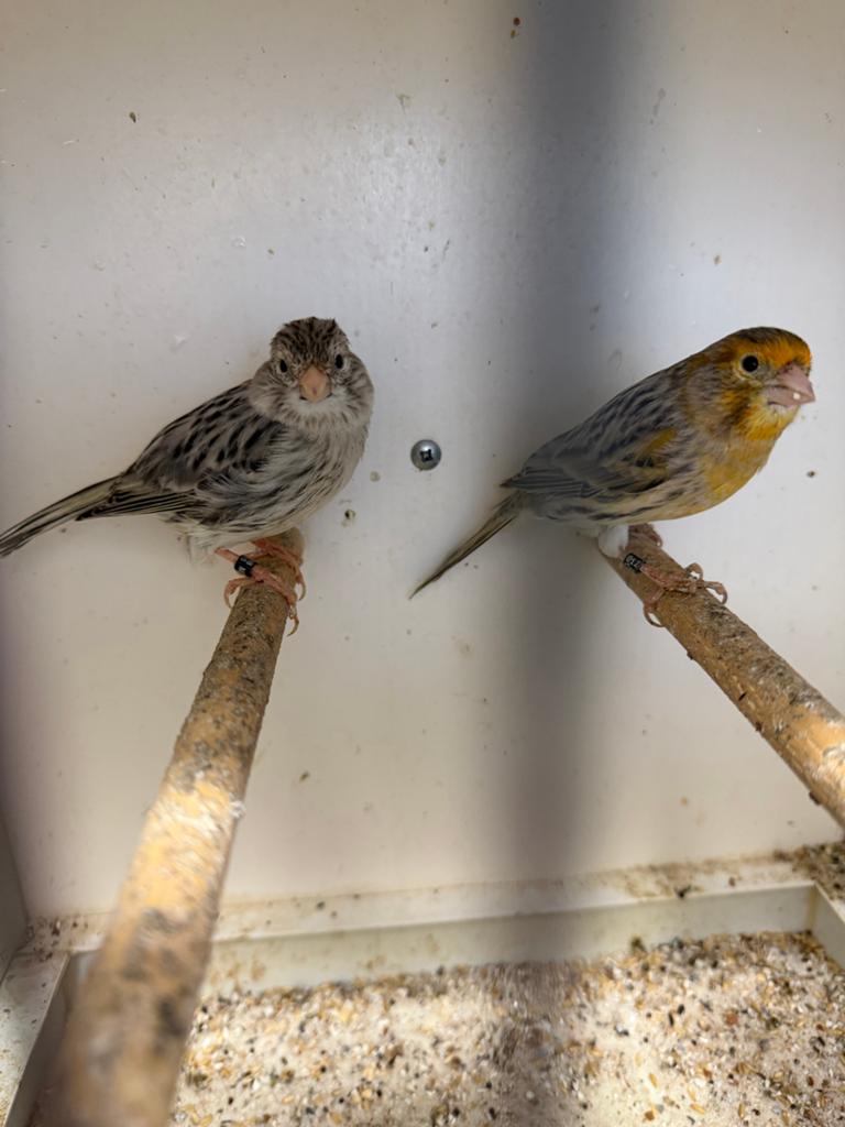 Mooi koppel grijs mozaïek kanaries, Dieren en Toebehoren, Vogels | Kanaries, Meerdere dieren, Kleurkanarie