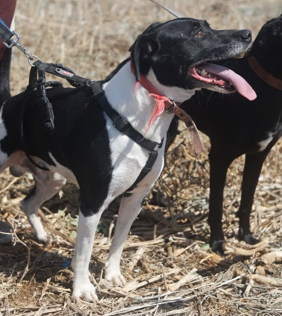 Charlie wacht op iemand die hem ziet, Dieren en Toebehoren, Buitenland, Eén hond, CDV (hondenziekte), Reu