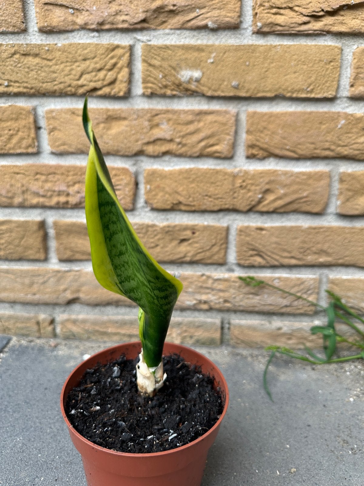 Biologische Sansevieria - Vrouwentong Kamerplant, Overige soorten, In pot, Minder dan 100 cm, Groene kamerplant
