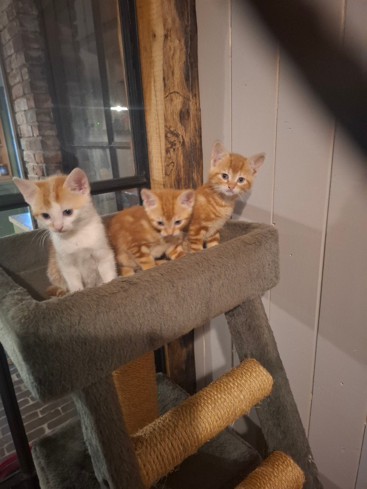 te koop kittens roodtijger en rood wit, Dieren en Toebehoren, Meerdere dieren