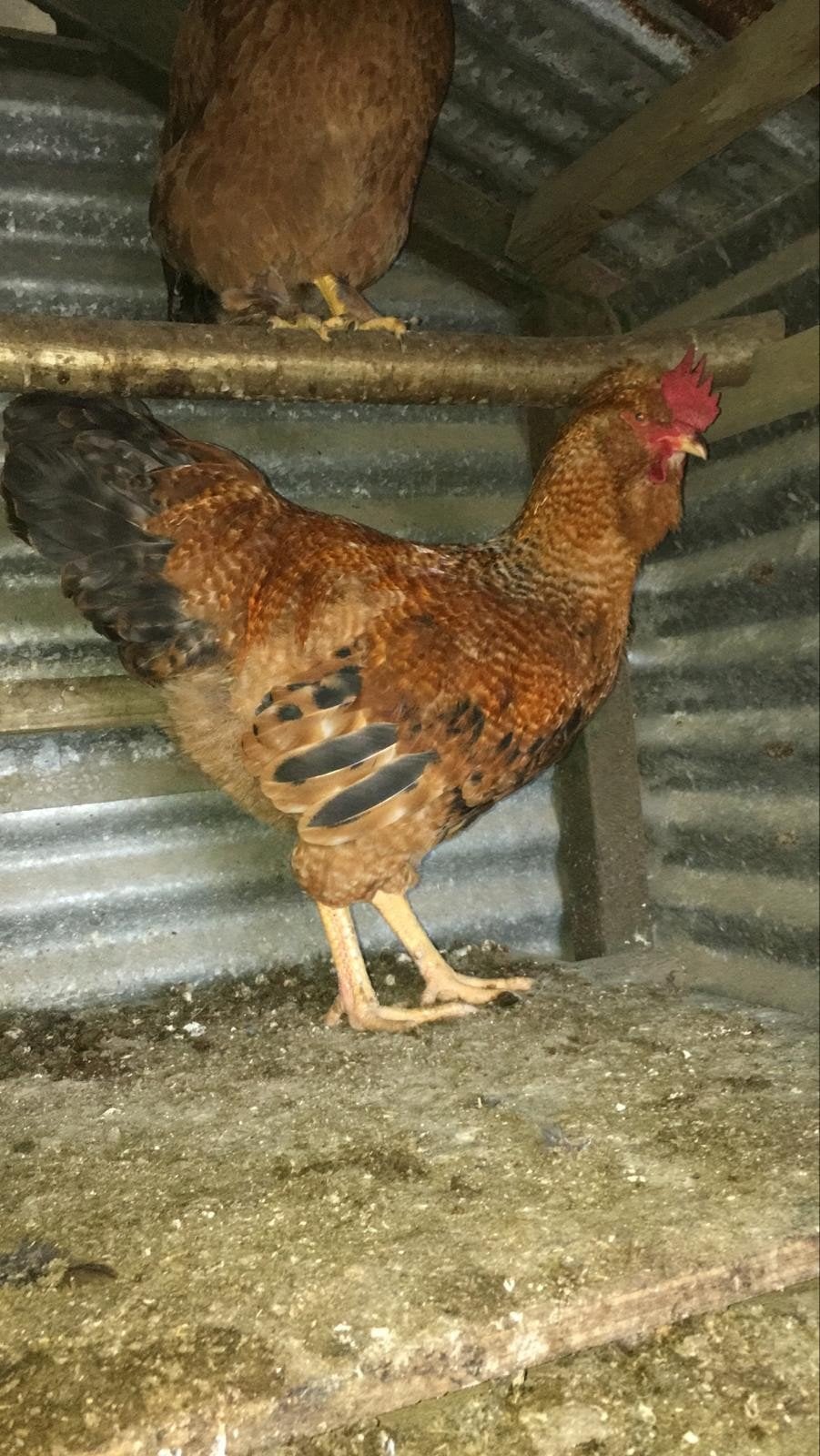 3 hanen kruising Brama kippen, Dieren en Toebehoren, Mannelijk, Kip