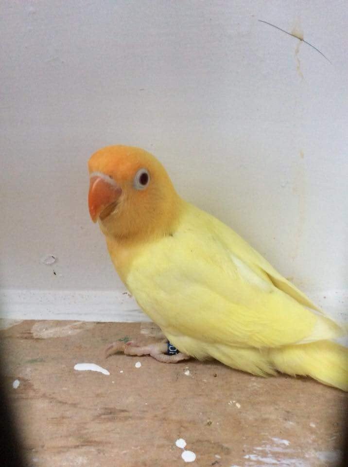 GEZOCHT creme ino opaline, Vrouwelijk, Dwergpapegaai of Agapornis