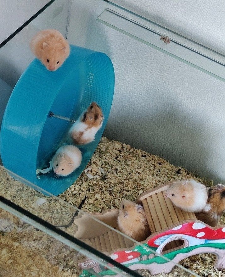 Goudhamster jonkies babies, Dieren en Toebehoren, Knaagdieren, Hamster, Mei, Meerdere dieren, Tam