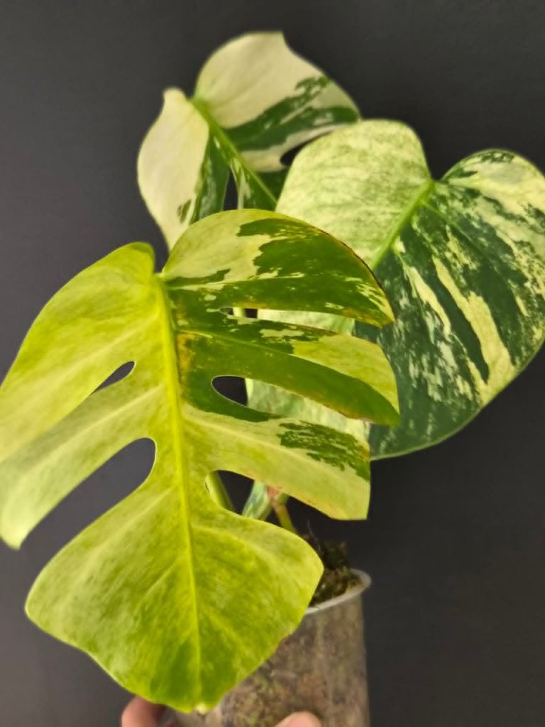 Monstera Jungle Fever, Huis en Inrichting, Kamerplanten, Ophalen of Verzenden, Halfschaduw, Minder dan 100 cm
