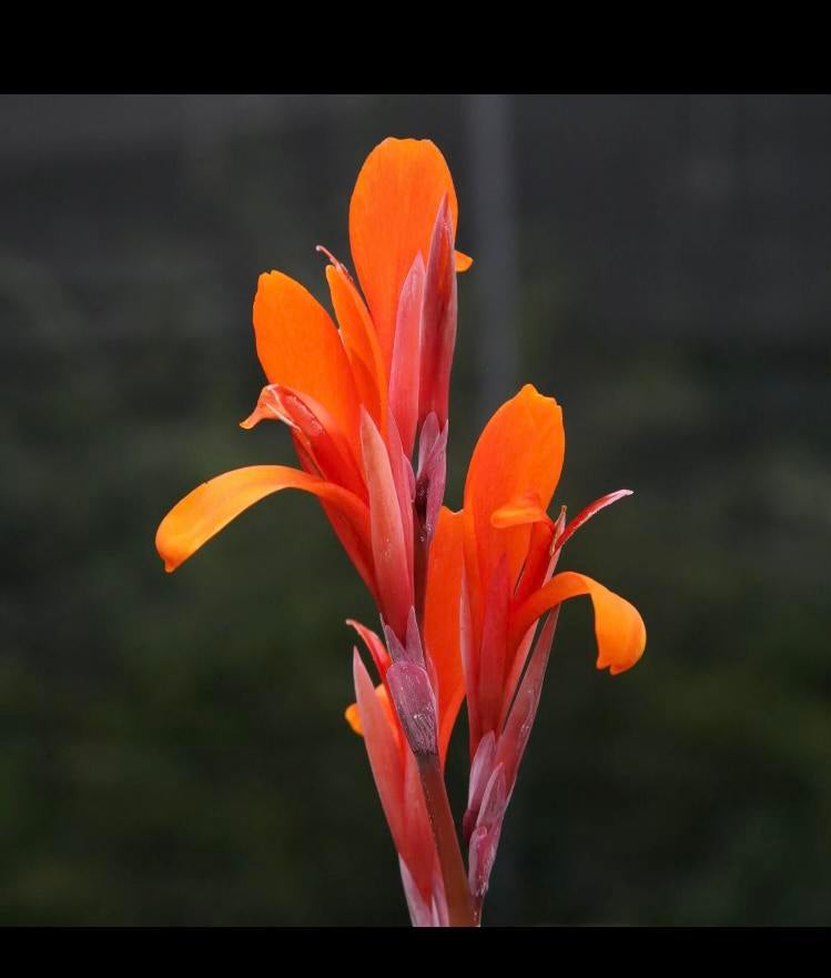 15 x Canna Indica .Arrowroot Red. zaden, Ophalen of Verzenden, Voorjaar, Volle zon, Zaad