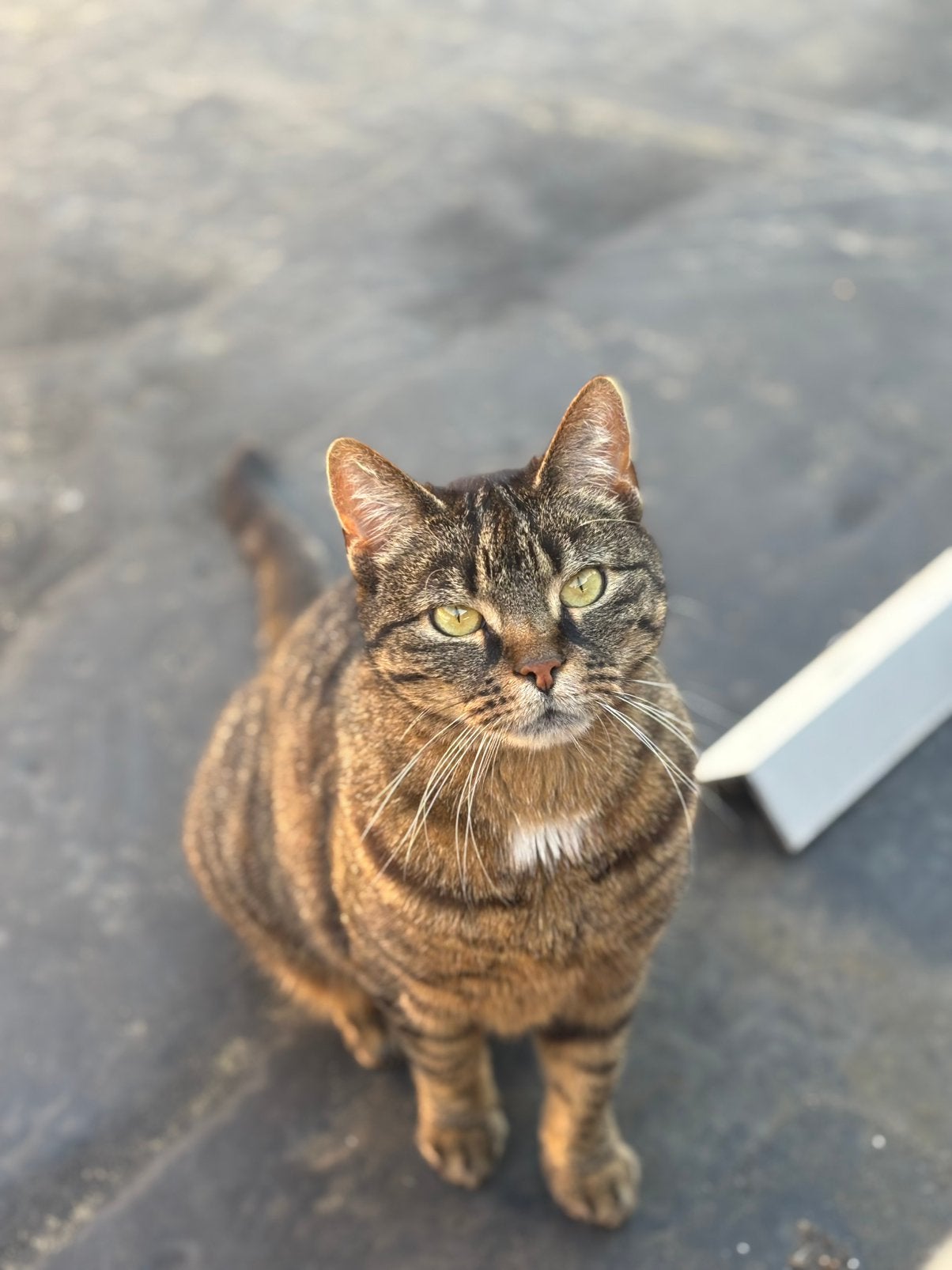 Nieuw huis gezocht katten, Dieren en Toebehoren, Poes